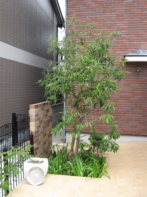 シンボルツリーの植栽事例の写真1